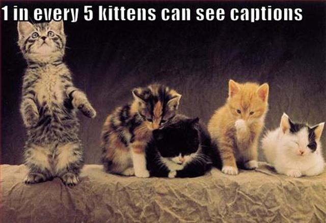 1 in every 5 kittens can see captions Picture Quote #1