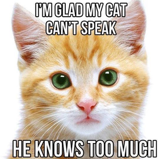 I'm glad my cat can't speak. He knows too much Picture Quote #1