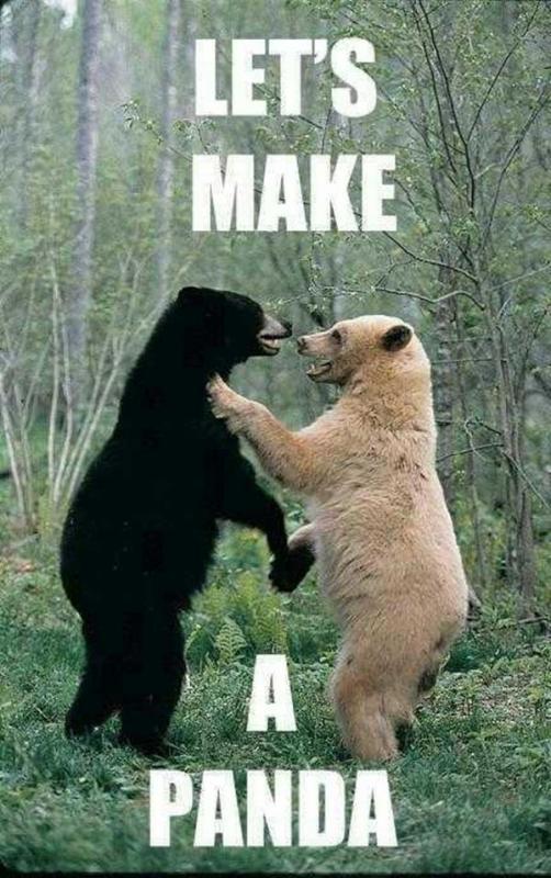Let's make a panda | Picture Quotes