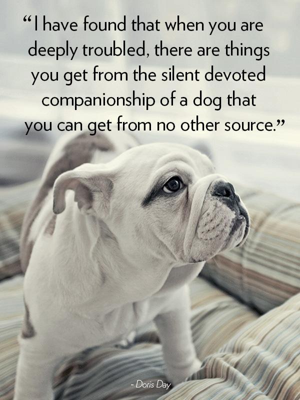 I have found that when you are deeply troubled, there are things you get from the silent devoted companionship of a dog that you can get from no other source Picture Quote #1