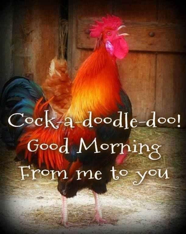 Cock a doodle doo! Good morning from me to you Picture Quote #1