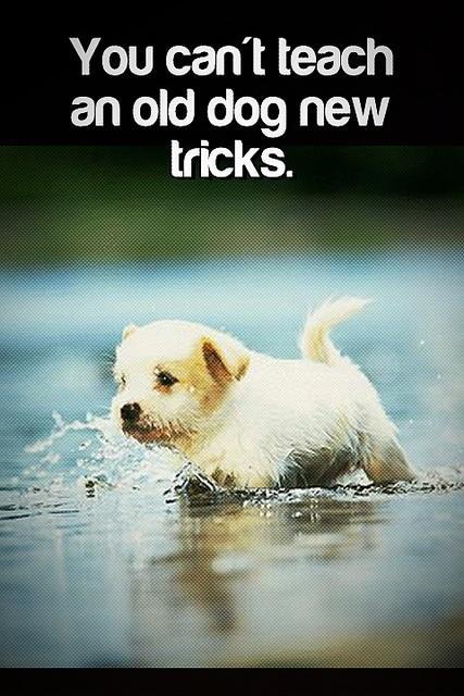 You can't teach an old dog new tricks Picture Quote #1