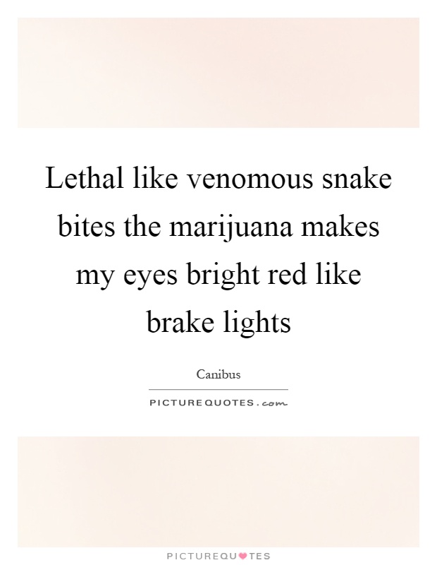 Lethal like venomous snake bites the marijuana makes my eyes bright red like brake lights Picture Quote #1