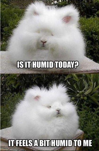 Is it humid today? It feels a bit humid to me Picture Quote #1