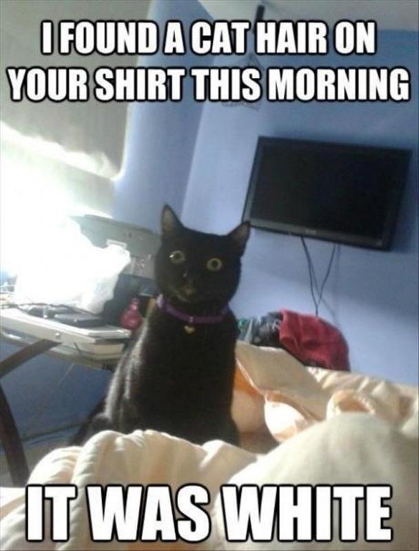 I found a cat hair on your shirt this morning. It was white Picture Quote #1