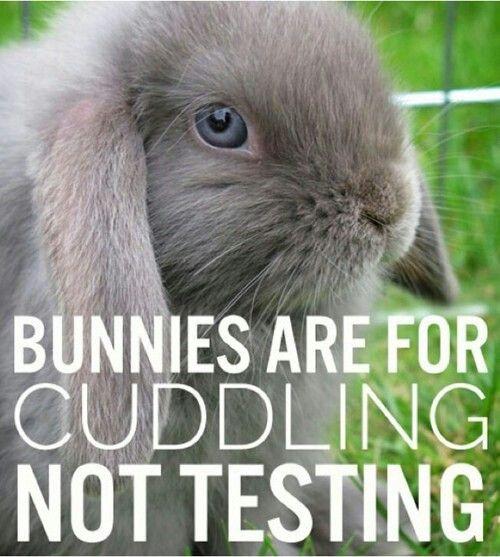 Bunnies are for cuddling, not testing Picture Quote #1