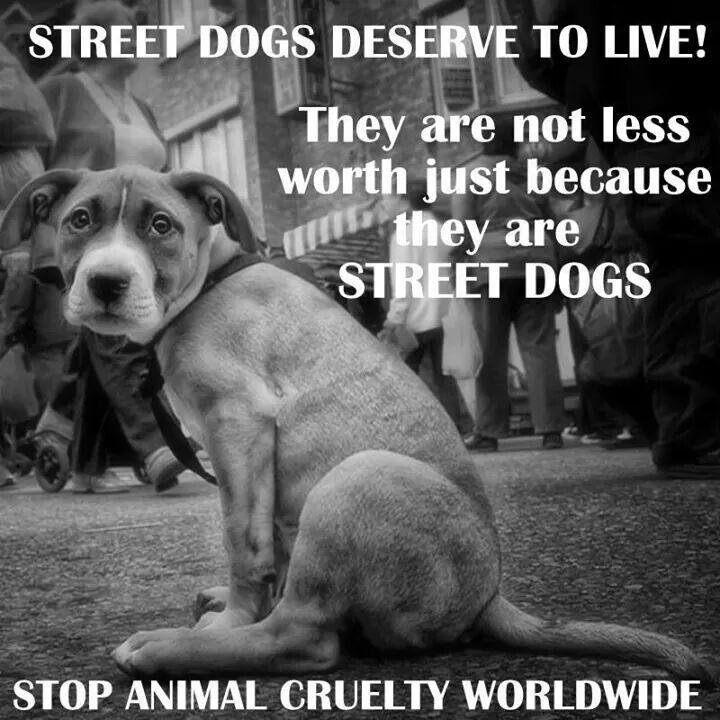 Street dogs deserve to live! They are not less worth just because they are street dogs Picture Quote #1