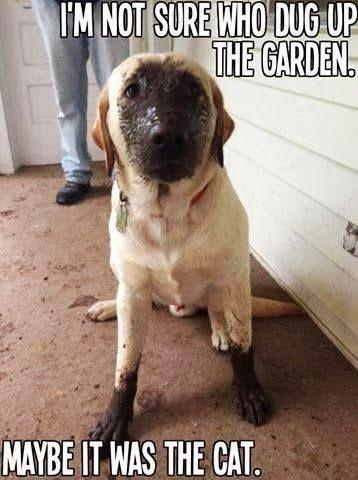 I'm not sure who dug up the garden. Maybe it was the cat Picture Quote #1