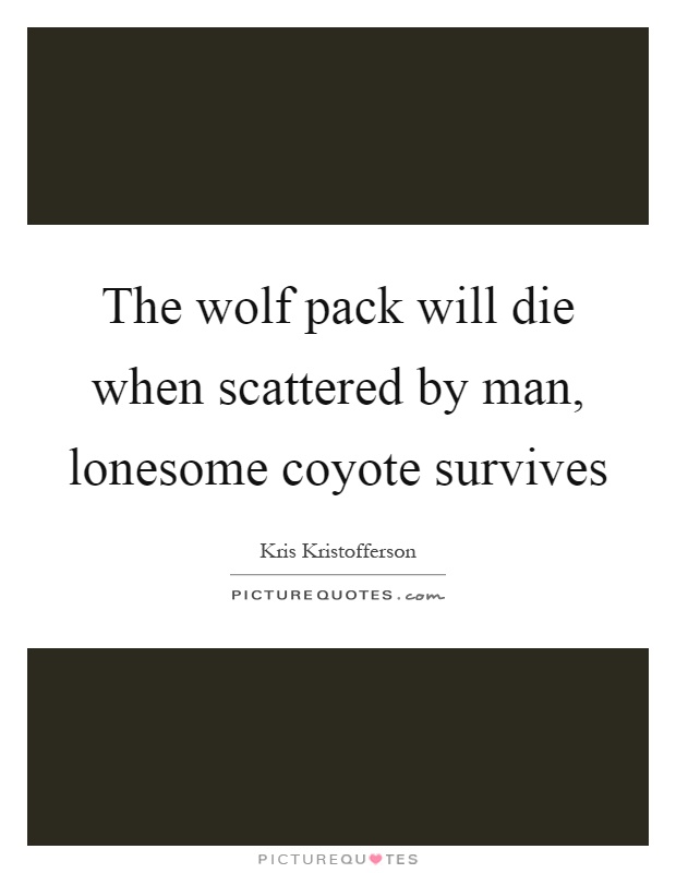 The wolf pack will die when scattered by man, lonesome coyote survives Picture Quote #1