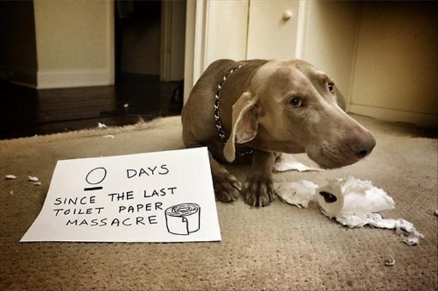 0 days since the last toilet paper massacre Picture Quote #1