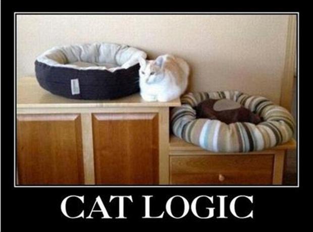 Cat logic Picture Quote #1