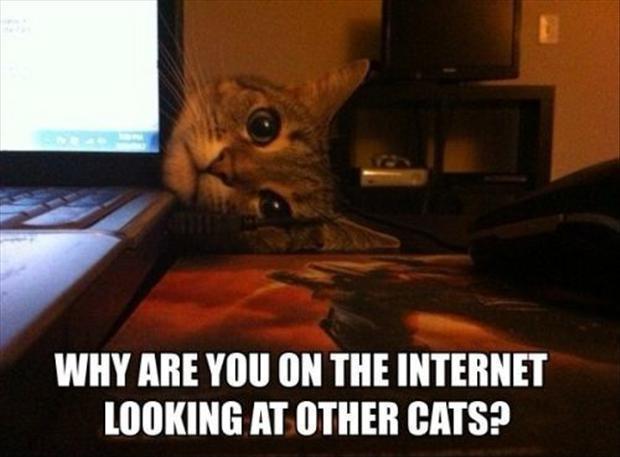 Why are you on the internet looking at other cats? Picture Quote #1