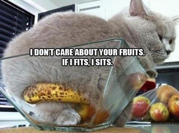 I don’t care about your fruits. If I fits, I sits Picture Quote #1