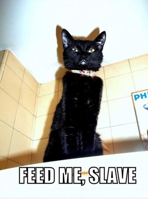 Feed me, slave  Picture Quotes