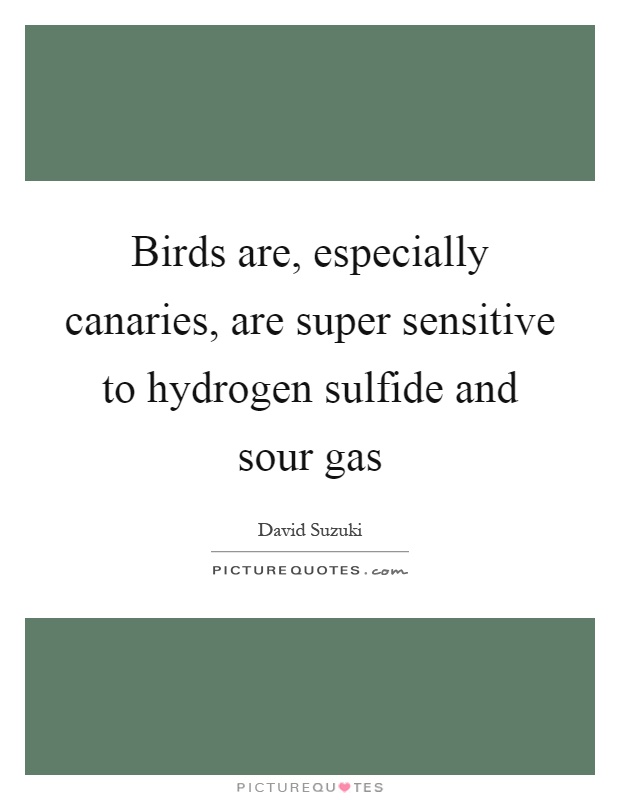 Birds are, especially canaries, are super sensitive to hydrogen sulfide and sour gas Picture Quote #1