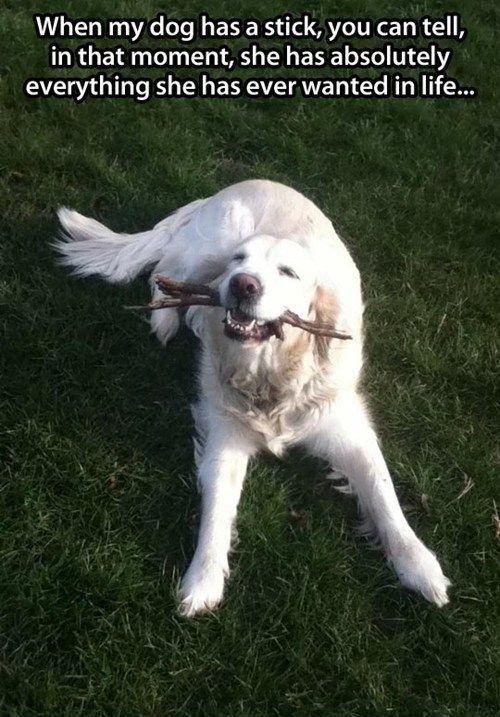 When my dog has a stick, you can tell, in that moment, she has absolutely everything she ever wanted in life Picture Quote #1
