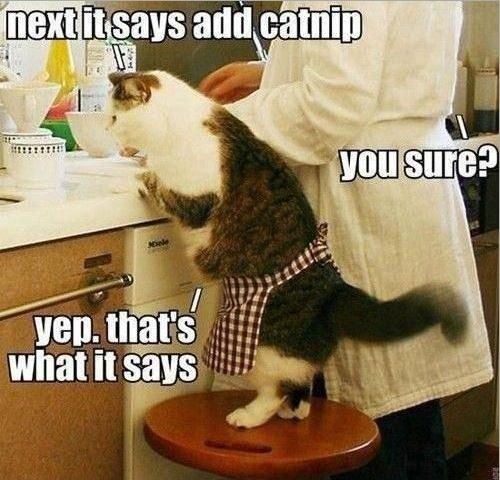Next it says add catnip. You sure? Yep, that's what it says Picture Quote #1