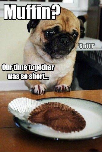 Muffin? Our time together was so short Picture Quote #1