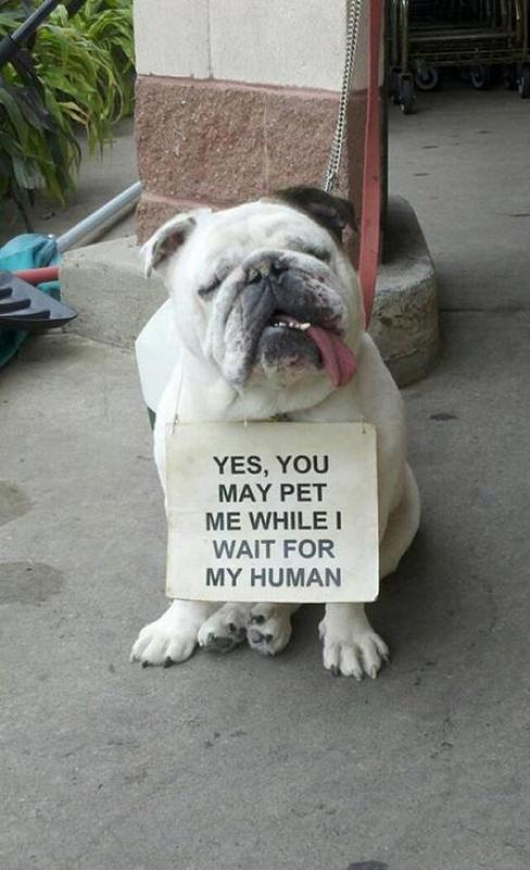 Yes, you may pet me while I wait for my human Picture Quote #1