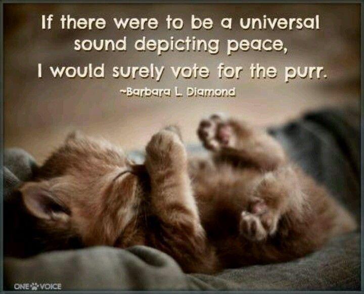 If there were to be a universal sound depicting peace, I would surely vote for the purr Picture Quote #1