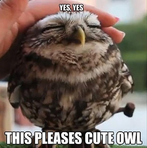 Yes, yes. This pleases cute owl Picture Quote #1