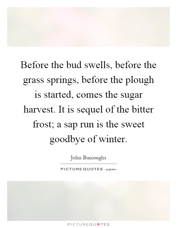Before the bud swells, before the grass springs, before the plough is started, comes the sugar harvest. It is sequel of the bitter frost; a sap run is the sweet goodbye of winter Picture Quote #1