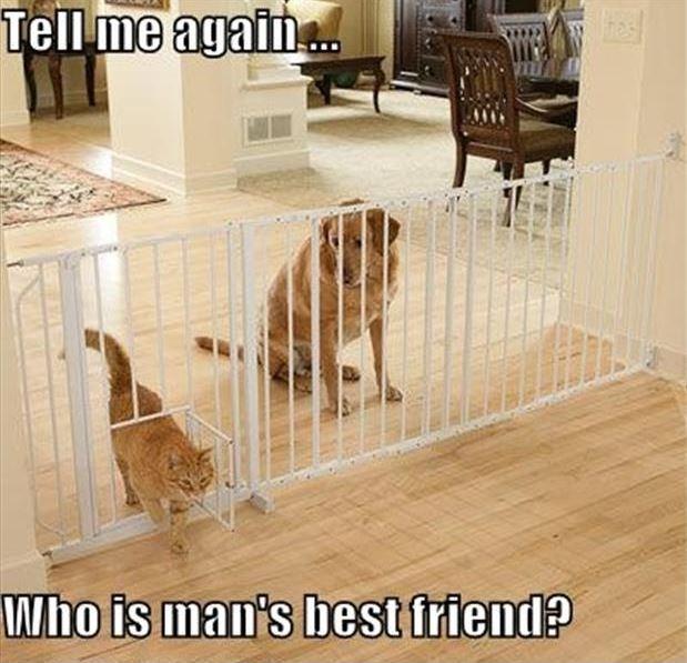 Tell me again... who is man’s best friend? Picture Quote #1