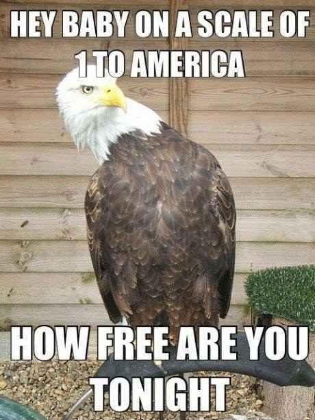 Hey baby, on a scale of 1 to America, how free are you tonight? Picture Quote #1