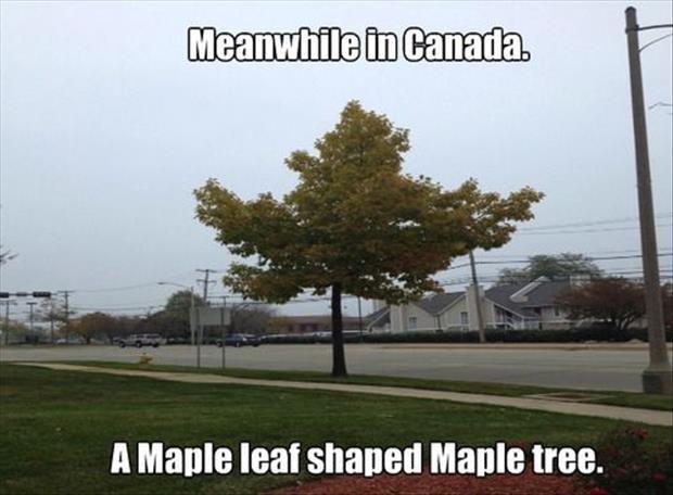 Meanwhile in Canada. A Maple leaf shaped Maple tree Picture Quote #1