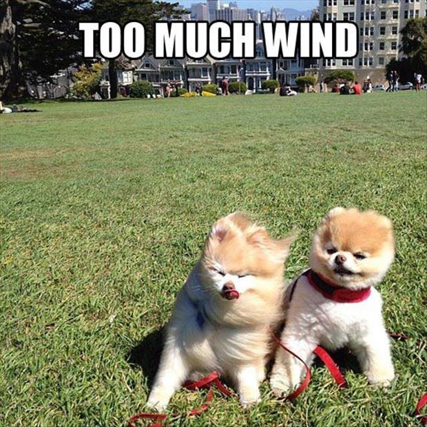 Too much wind Picture Quote #1