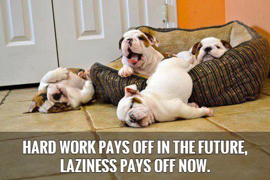 Hard work pays off in the future, laziness pays off now | Picture Quotes