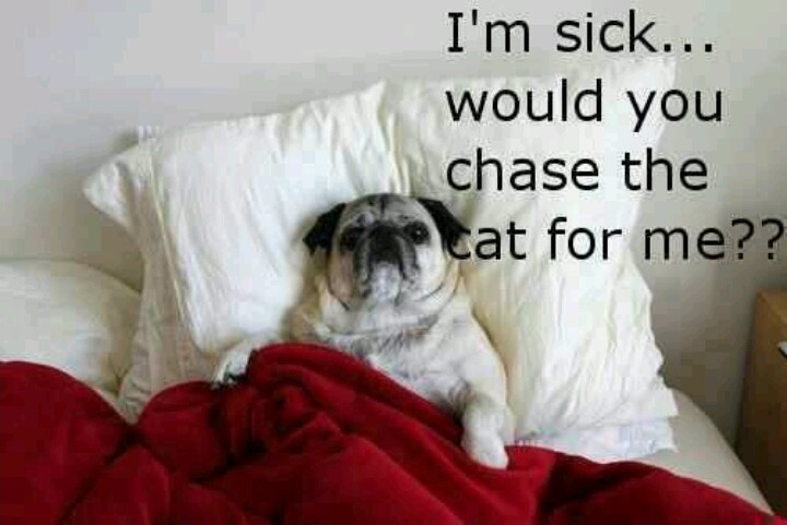 I’m sick... would you chase the cat for me?? Picture Quote #1
