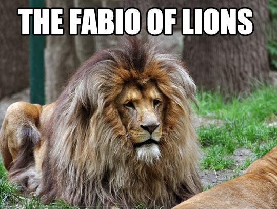 The Fabio of lions | Picture Quotes