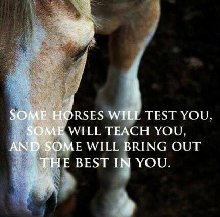 Some horses will test you, some will teach you, and some will bring out the best in you Picture Quote #1