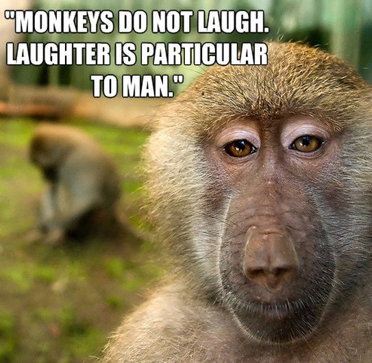 Monkey Quote 4 Picture Quote #1