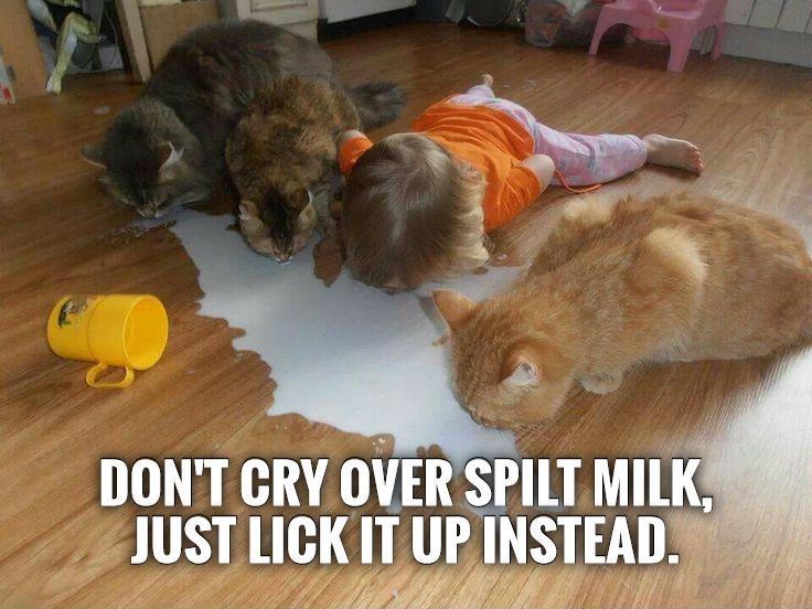 Don't cry over spilt milk, just lick it up instead Picture Quote #1