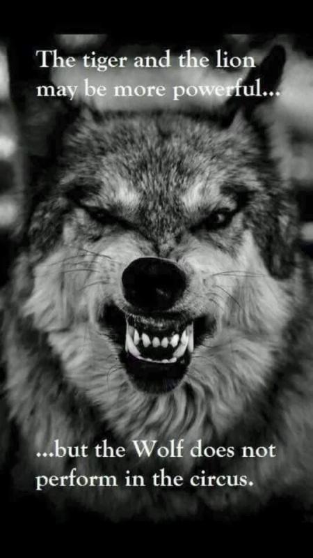Sprüche wolf