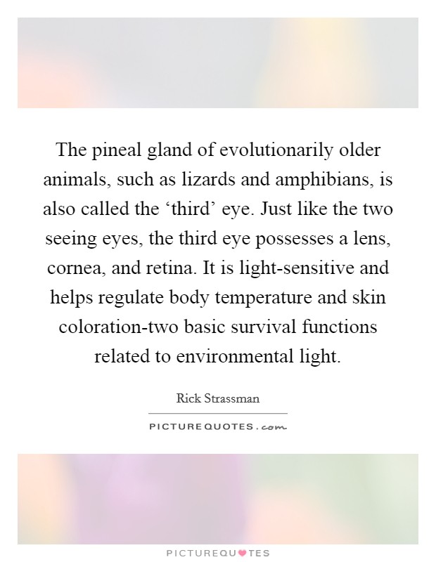 The pineal gland of evolutionarily older animals, such as lizards and amphibians, is also called the ‘third’ eye. Just like the two seeing eyes, the third eye possesses a lens, cornea, and retina. It is light-sensitive and helps regulate body temperature and skin coloration-two basic survival functions related to environmental light Picture Quote #1