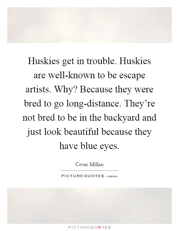 Huskies get in trouble. Huskies are well-known to be escape artists. Why? Because they were bred to go long-distance. They’re not bred to be in the backyard and just look beautiful because they have blue eyes Picture Quote #1
