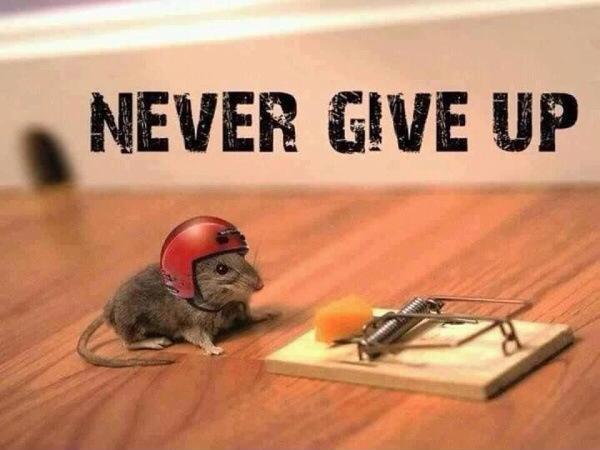 Never give up Picture Quote #1