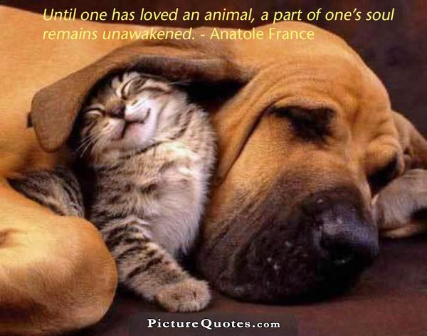 Until one has loved an animal a part of one's soul remains unawakened Picture Quote #1