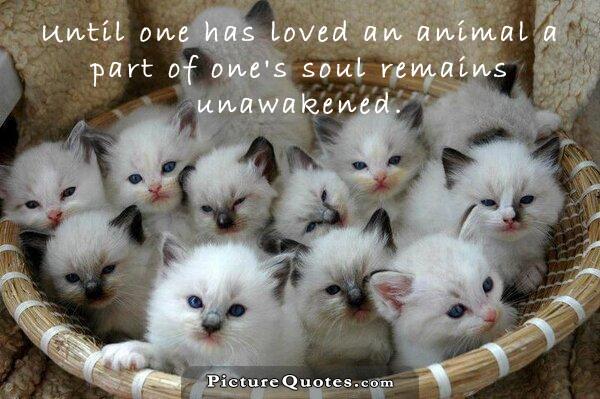 Until one has loved an animal a part of one's soul remains unawakened Picture Quote #3