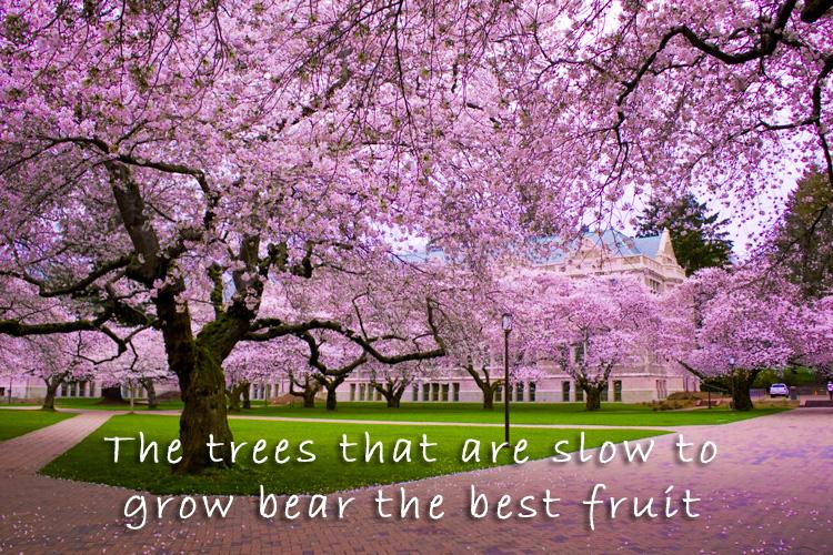 The trees that are slow to grow bear the best fruit Picture Quote #1