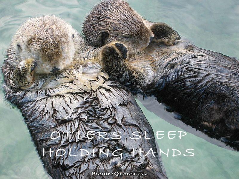 Sea otters sleep holding hands Picture Quote #1