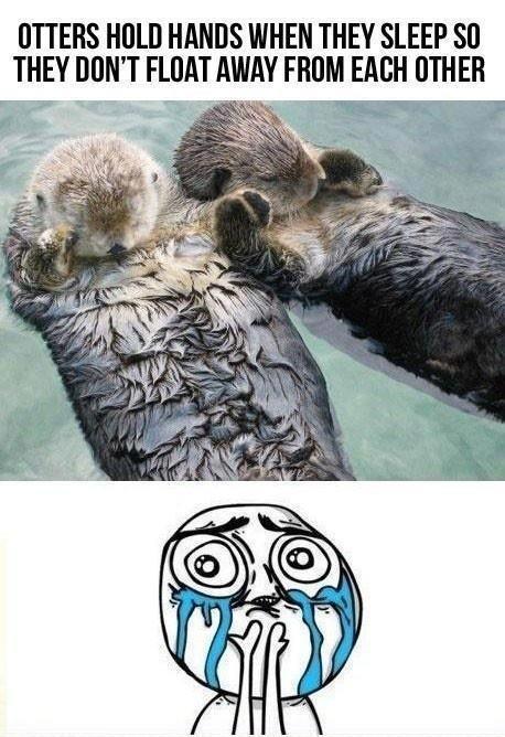Sea otters sleep holding hands Picture Quote #2