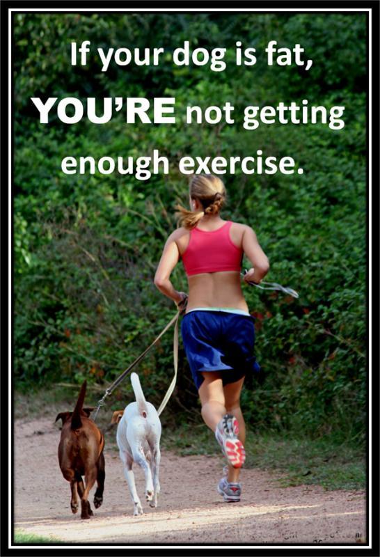 If your dog is fat, you're not getting enough exercise Picture Quote #2