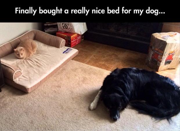 Finally bought a really nice bed for my dog Picture Quote #1