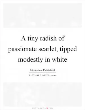 A tiny radish of passionate scarlet, tipped modestly in white Picture Quote #1