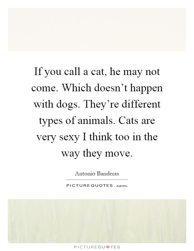 If you call a cat, he may not come. Which doesn't happen with dogs. They're different types of animals. Cats are very sexy I think too in the way they move Picture Quote #1