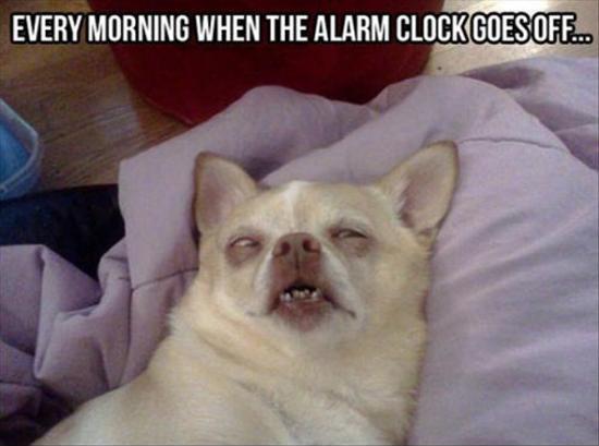 Every morning when the alarm clock goes off Picture Quote #1